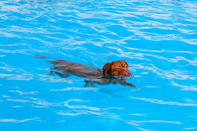 Dog swimming in pool