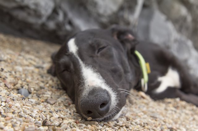 Dog on the beach