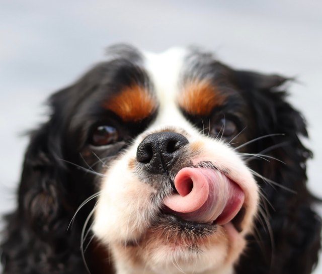 Close-Up Portrait Of Dog Licking Face