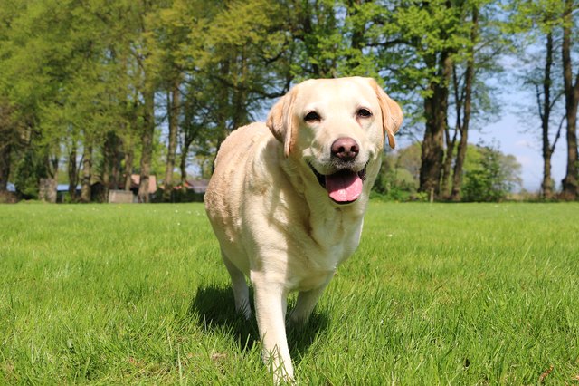 walking labrador