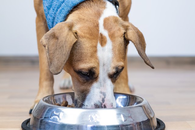 Dog eating food from its bowl indoors.