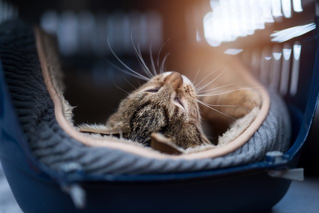 Young striped kitten laying in a carrier.