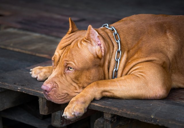 American pit bull terrier relaxing.