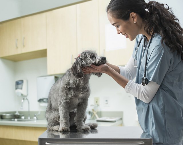 veterinarian examining dog in hospital