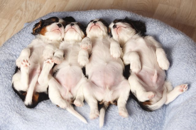 Row of four sleeping Cavalier King Charles Spaniel puppies lying on the back on a blanket