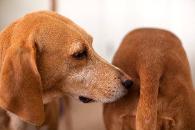 Dog sniffing other dog's bum