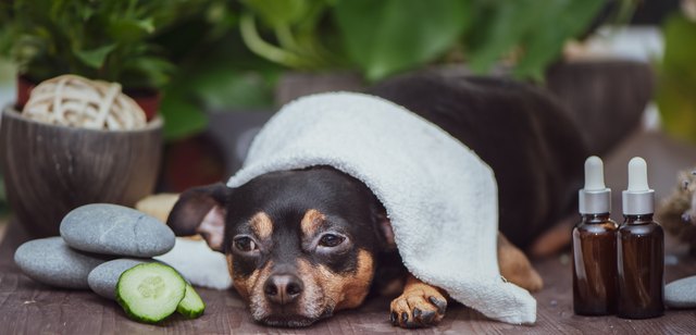 cute dog having a spa day with towel over his neck