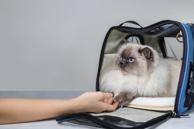 Cat in pet carrier. Copy Space