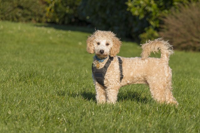 Portrait of poochon puppy in a park