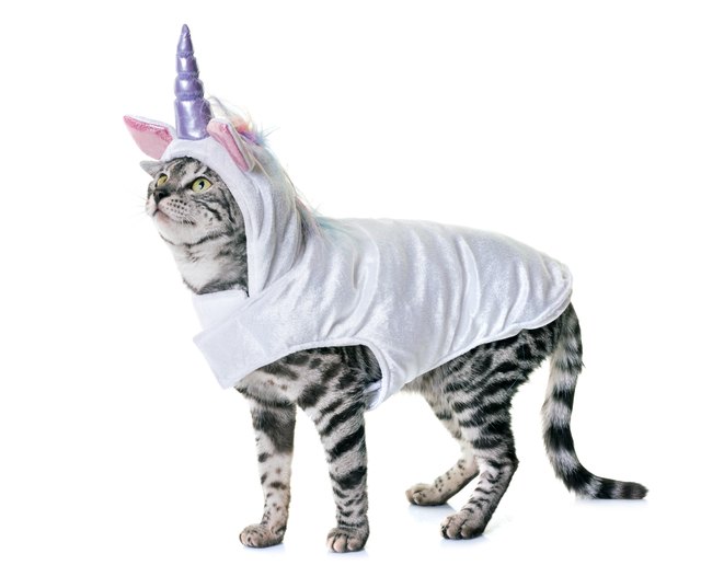 bengal cat