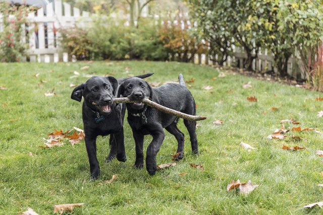 Three month old black Labrador Retriever puppies struggling to fetch stick, Bellevue, Washington State, USA