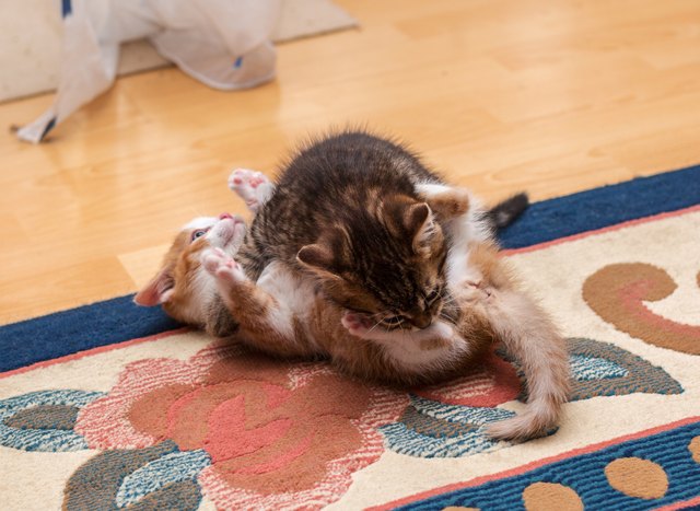 Two cute kittens playing and fighting on the carpet