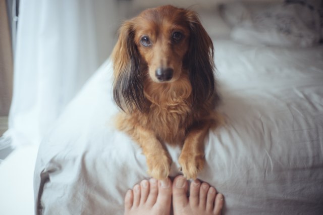 Close-Up Portrait Of Dog Sitting On Bed
