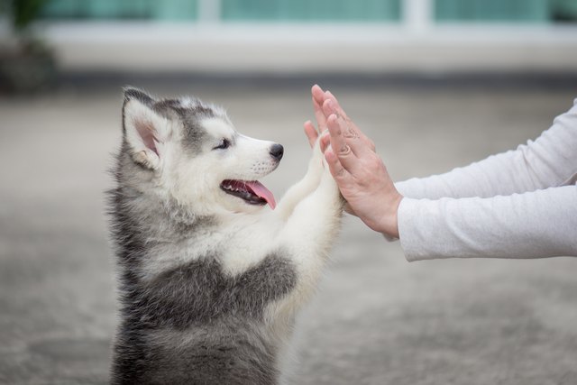 how-to-housebreak-an-older-dog-fast-dogvills