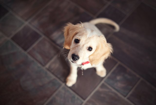 Puppy Sitting And Looking Up