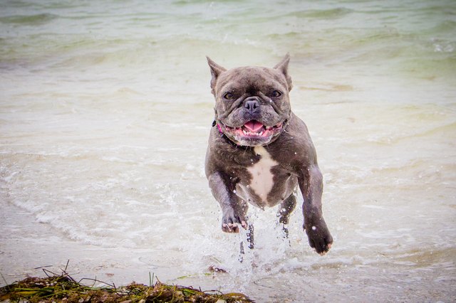 French bulldog running out of the ocean