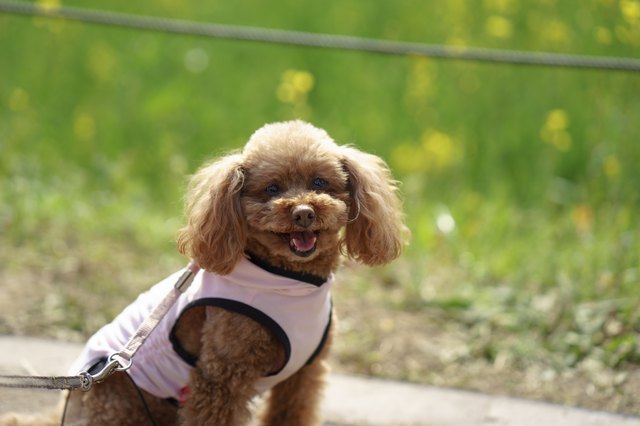 poodle
