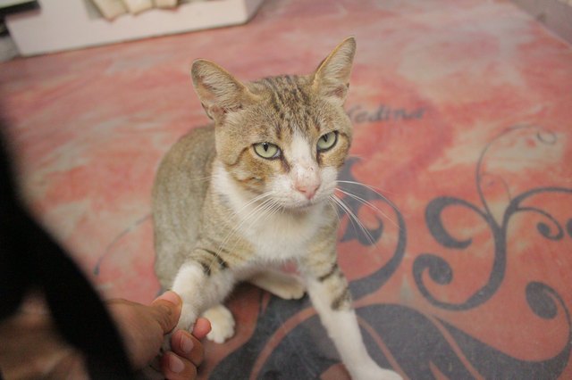 Handshake with cat