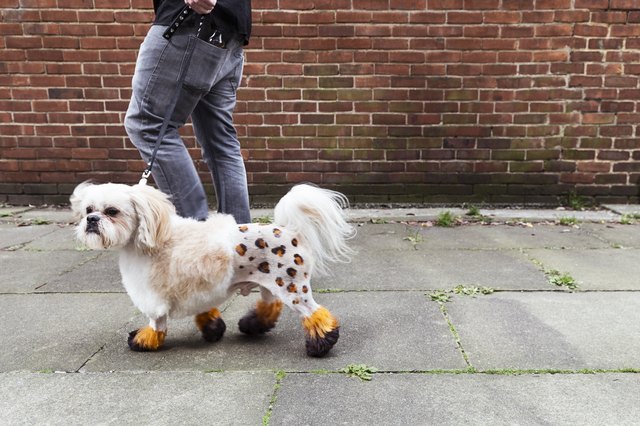 Man walking groomed dog with dyed shaved fur