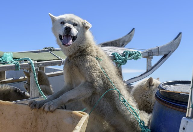 Greenland Dog, Sled Dog, East Greenland
