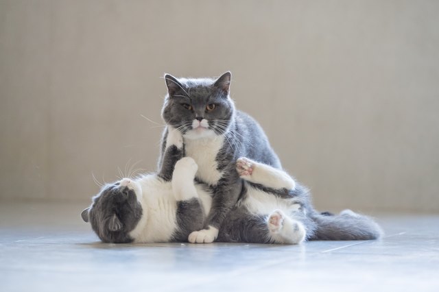 Two British short-haired cats playing, indoors shooting