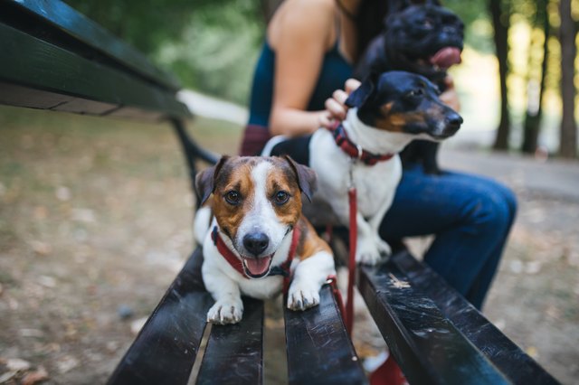 Dog walker