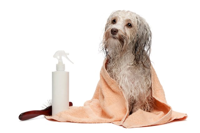 dog havanese grooming bath wet dogs shampoo towel chocolate pet oatmeal wrapped homemade tricks trim petmd pets cat ticks flea