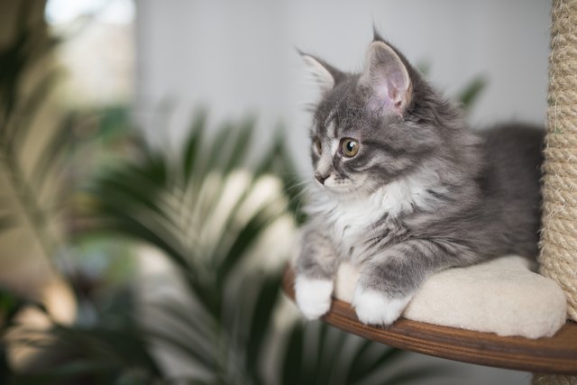 maine coon kitten on scratching post