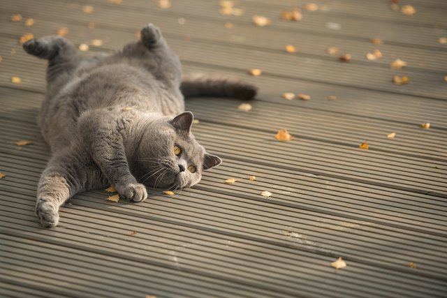 British Short Hair cat lying on a wooden deck with yellow leaves