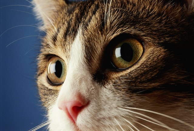 Kitten, close-up, high section