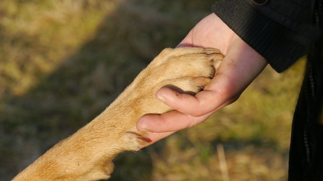 Close-Up Of Person Holding Dog Paw On Field
