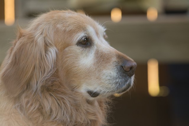 golden retriever head shot