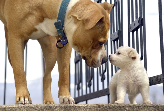 Introducing puppies store to other dogs