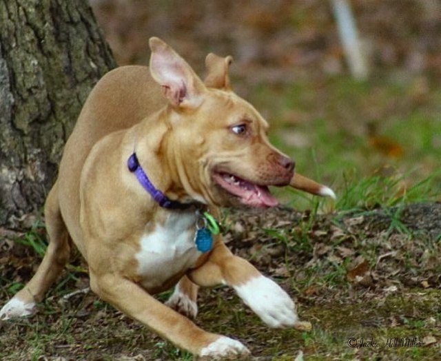 Puppy Playing in park