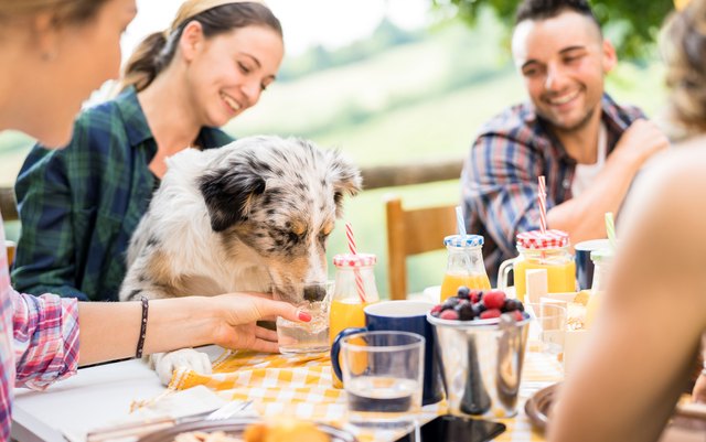 Young people picnic breakfast with cute dog in countryside farm house - Happy friends millennials having fun together outdoors at garden party - Food and beverage lifestyle concept