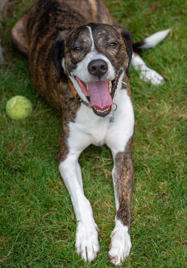 Happy dog with tennis ball