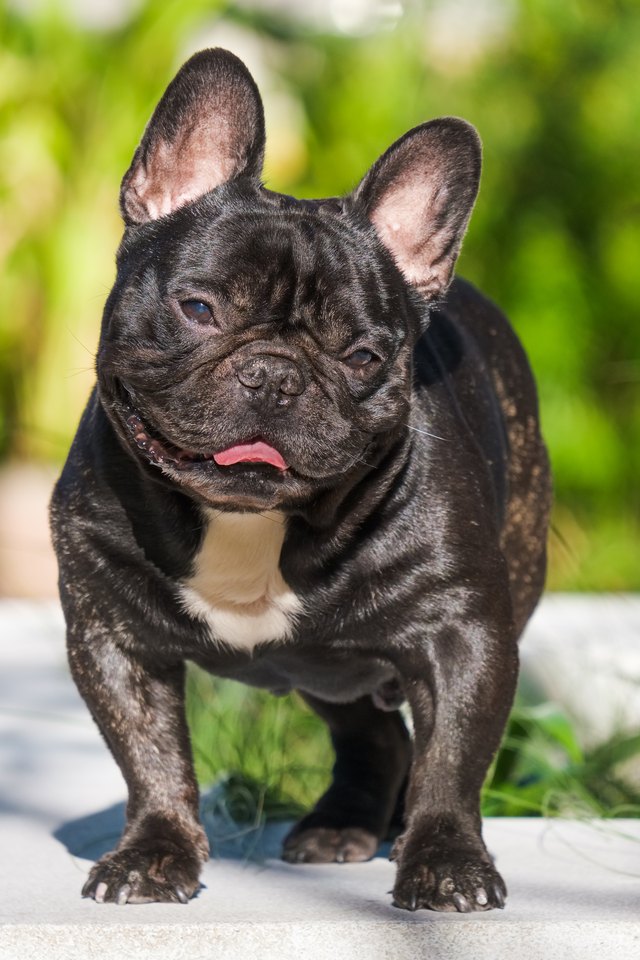 portrait of a brindle french bulldog in a park during day .