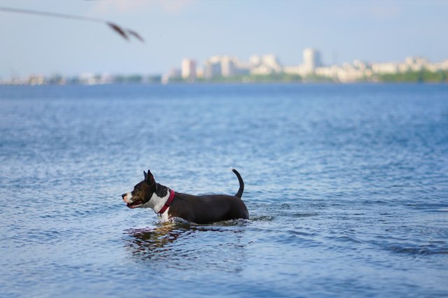 Dog standing in blue lake with blurred city view in the background. Happy american staffordshire terrier having fun in summer river.