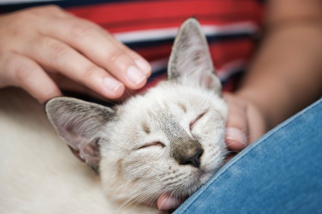 woman petting cute cat
