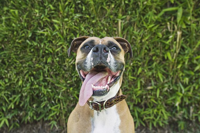 Boxer with tongue out