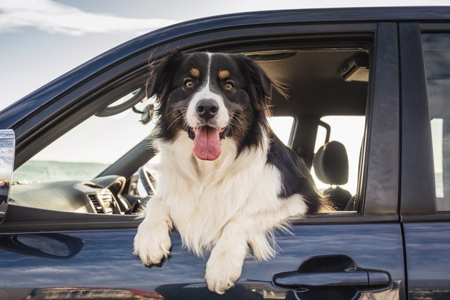 Dog leaning out window of car