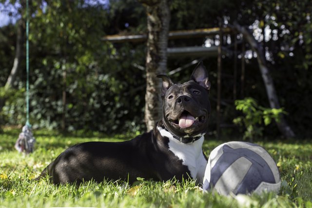 American Sttafordshire terrier
