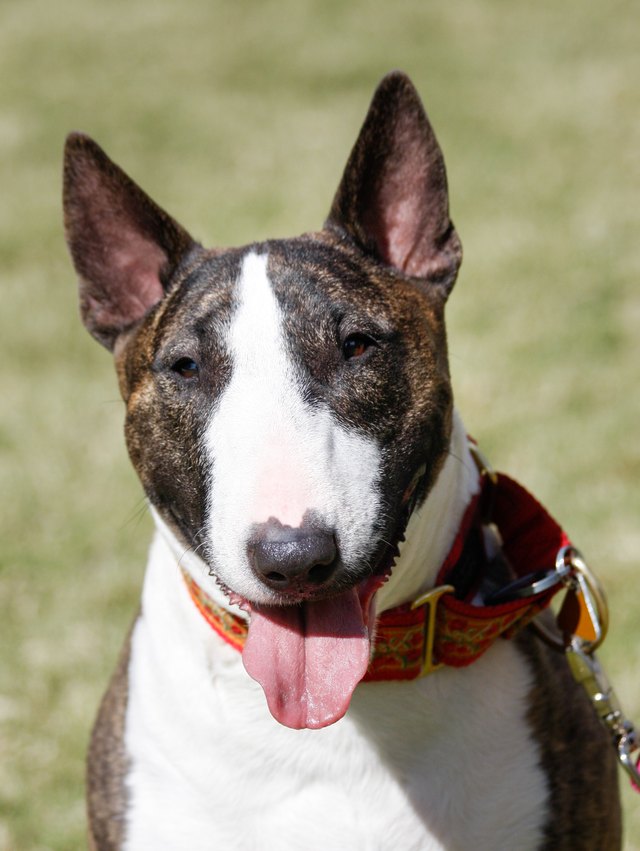 Smiling portrait of a bull terrier