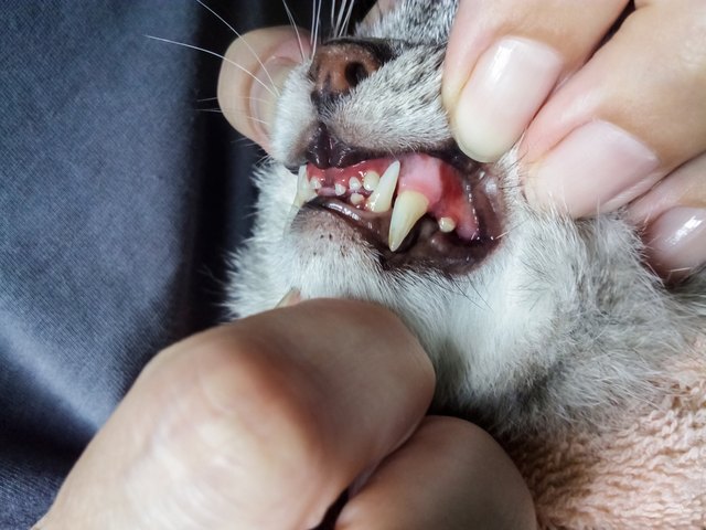 jaw of a gray cat with periodontal disease, closeup