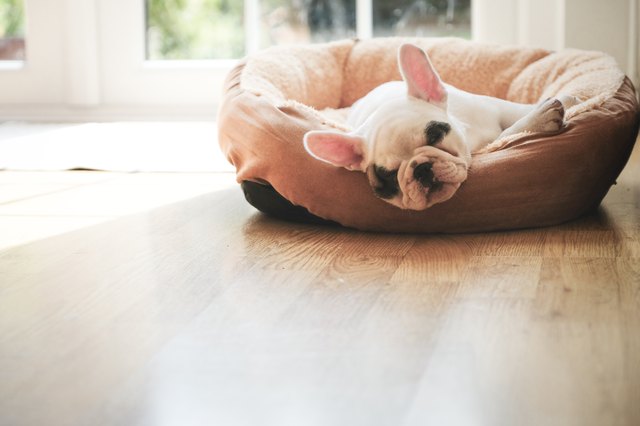 Cute 8 weeks old Pied French Bulldog puppy sleeping on dog bed in the living room