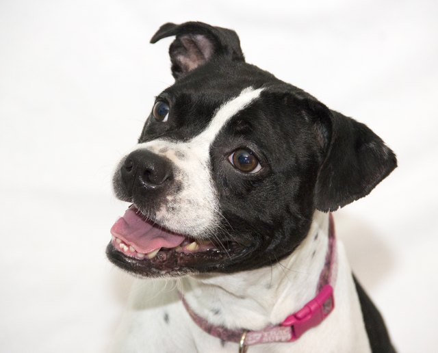 Smiling dog portrait