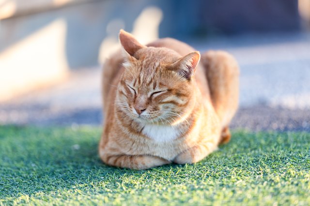Thai cat sleeping on the floor in the morning at home