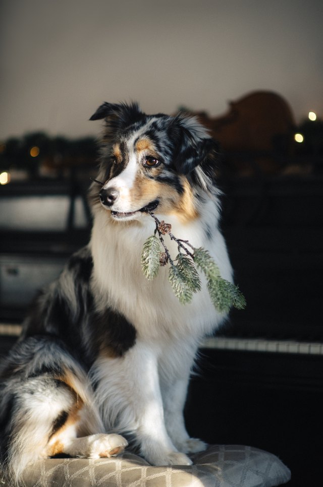 Christmas Dog