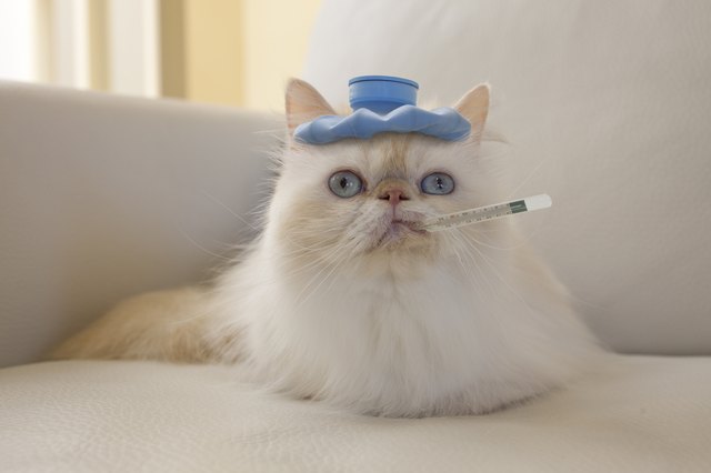 Persian Cat with Hot Water Bottle and Thermometer