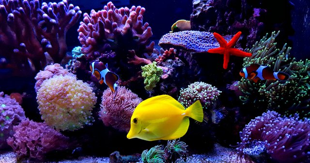 Zebrasoma Yellow Tang in saltwater reef aquarium tank